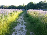july